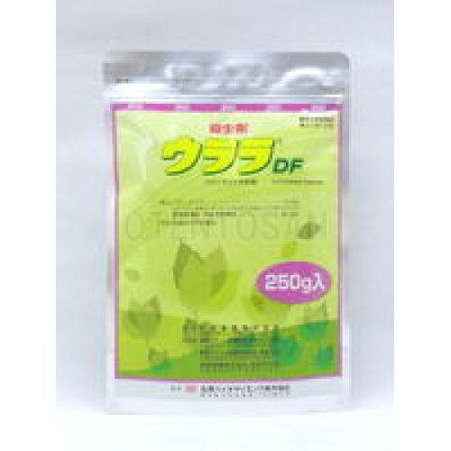 _ ΌoCI EhCtAu 250g