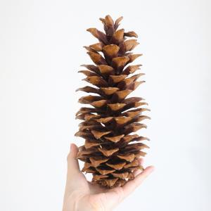 n_ EARTH MATTERS  VK[pCR[ N (24020-000)