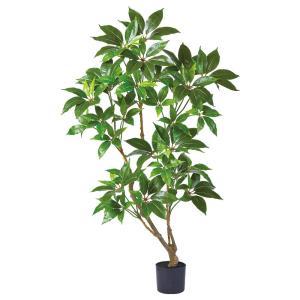 cs^TX(|bgt)yԊϗt؁z (A-51129-051A)