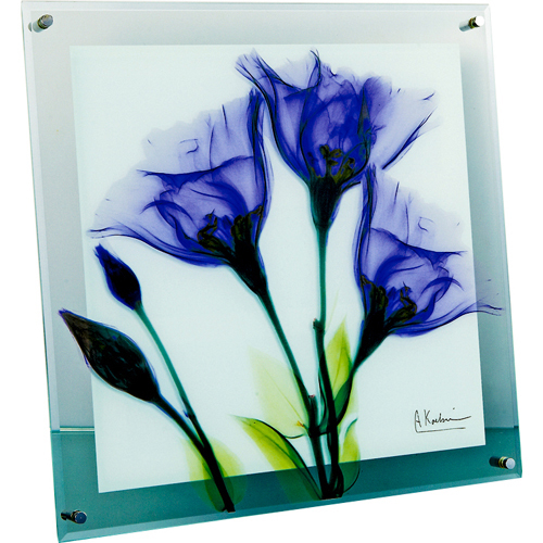 X RAY KX A[guWFeBAiMTCYjvyXR-05008z