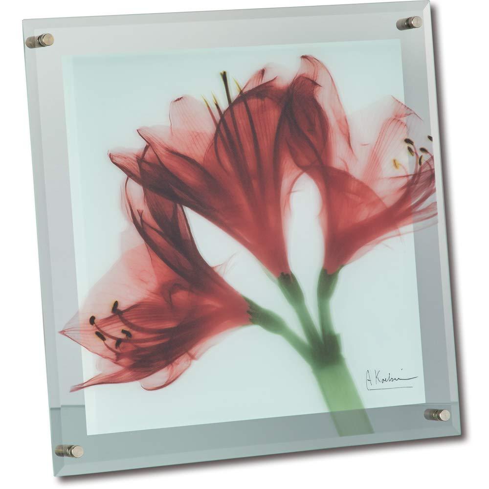[p[ X RAY KX A[g MTCY uA}Xv XR-05014 (1566250)
