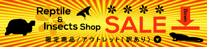 爬虫類・昆虫用品 ／お買い得商品・アウトレット