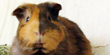 その他・小動物